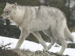 loup_des_plaines_20211210_1994219822